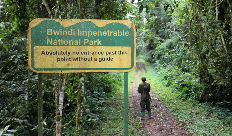 Bwindi Impenetrable National Park Walking Trailsa