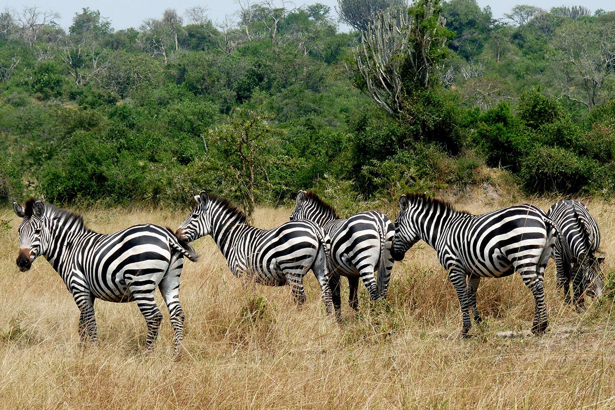 Zebra in Lake Mburo National Park 05